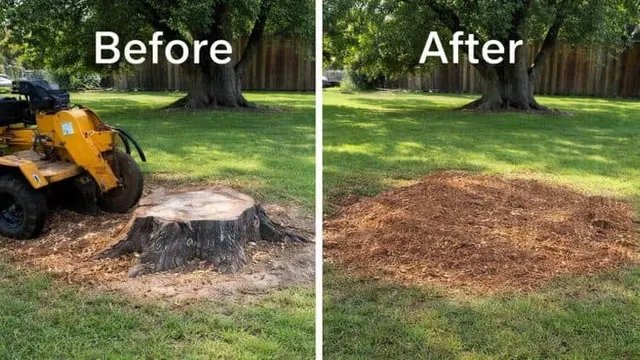 Before and after stump grinding by OnlyStumps